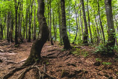 Orman - Ustrzyki Grne 'den Wielka Rawka' ya giden yol