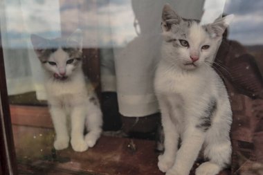 Osawa Nehri 'ndeki Smolnik' teki bir dağ sığınağında kediler.