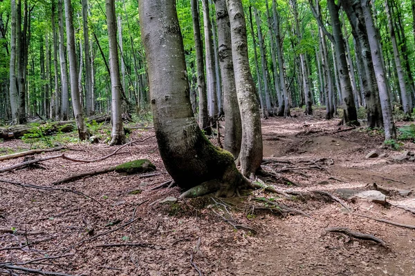 Forest Vägen Från Ustrzyki Grne Till Wielka Rawka — Stockfoto