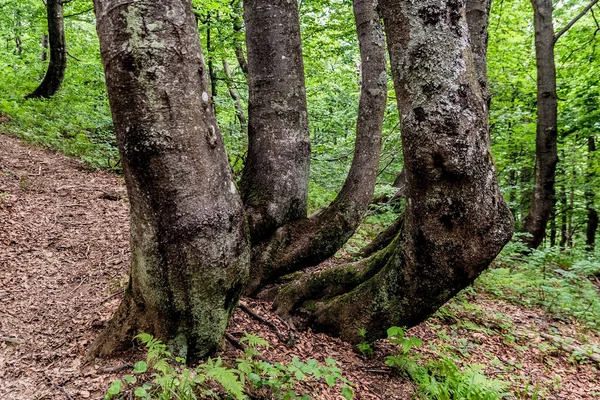 Woud Weg Van Ustrzyki Grne Naar Wielka Rawka — Stockfoto