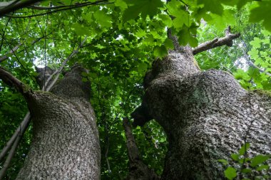 Bieszczady Dağları 'nın eski bir köyü olan Lopienka' nın sakinleri 1947 yılında komünist Polonyalı yetkililer tarafından yerlerinden edildi.
