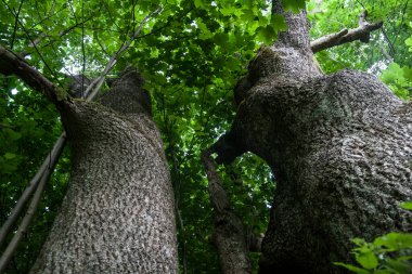 Lopienka - Bieszczady Dağları 'nın eski bir köyü- 1947 yılında komünist Polonyalı yetkililer tarafından yerlerinden edildi.
