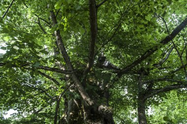 Bieszczady Dağları 'nın eski bir köyü olan Lopienka' nın sakinleri 1947 yılında komünist Polonyalı yetkililer tarafından yerlerinden edildi.