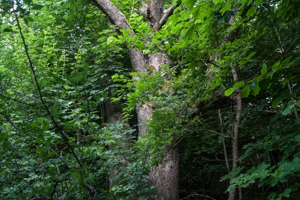 Boom Lopienka Een Voormalig Dorp Het Bieszczady Gebergte Zijn Inwoners — Stockfoto