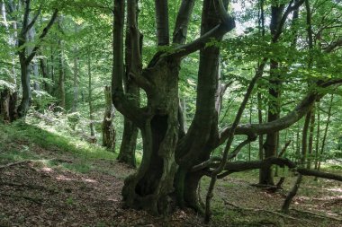 Bieszczady Dağları 'ndaki opiennik Tepesine giden yol