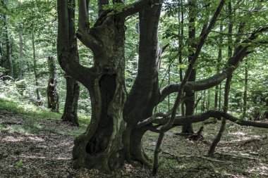 Bieszczady Dağları 'ndaki opiennik Tepesine giden yol