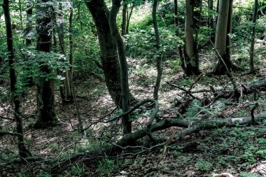 Bieszczady Dağları 'ndaki opiennik Tepesine giden yol