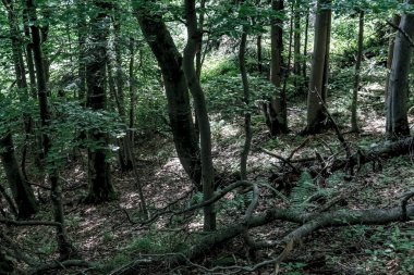 Bieszczady Dağları 'ndaki opiennik Tepesine giden yol