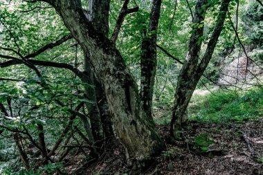 Bieszczady Dağları 'ndaki opiennik Tepesine giden yol