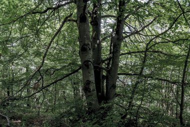 Bieszczady Dağları 'ndaki opiennik Tepesine giden yol