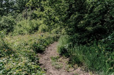 Bieszczady Dağları 'ndaki opiennik Tepesine giden yol