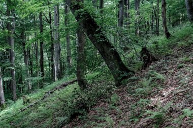 Bieszczady Dağları 'ndaki opiennik Tepesine giden yol