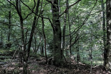 Bieszczady Dağları 'ndaki opiennik Tepesine giden yol