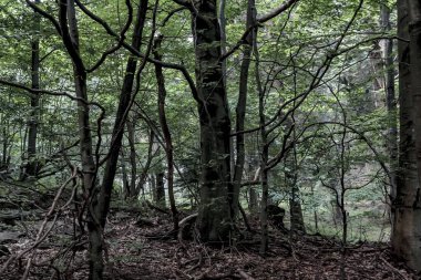 Bieszczady Dağları 'ndaki opiennik Tepesine giden yol