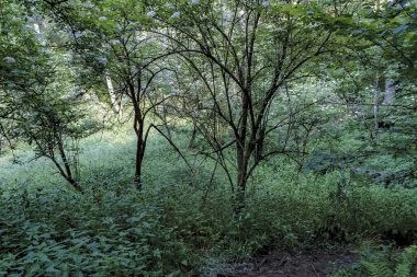 Bieszczady Dağları 'ndaki opiennik Tepesine giden yol