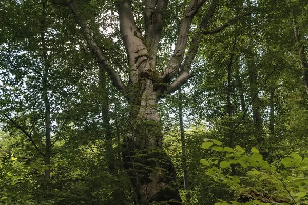 Weg Naar Opiennik Peak Het Bieszczady Gebergte — Stockfoto