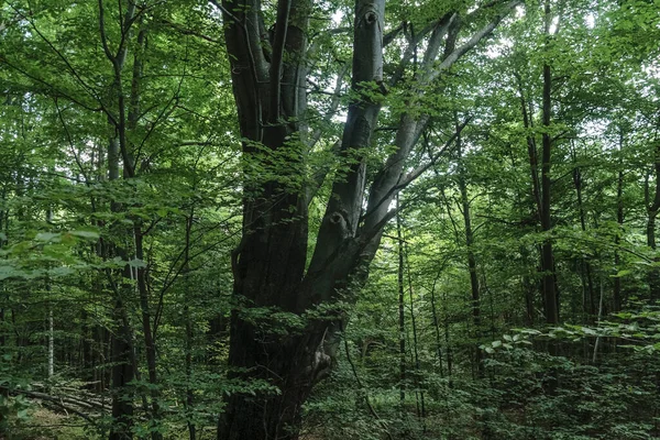 Weg Naar Opiennik Peak Het Bieszczady Gebergte — Stockfoto