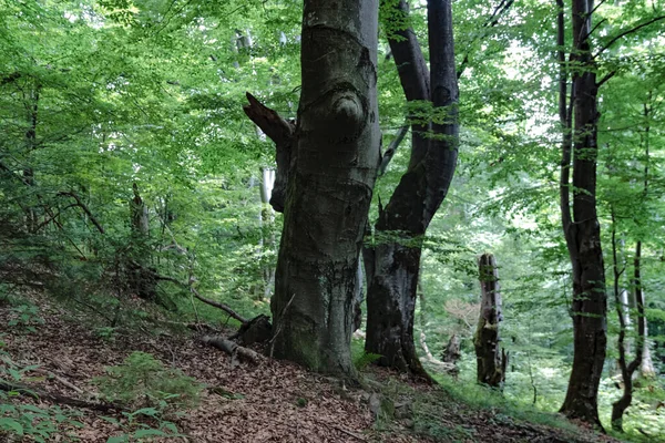 Bieszczady Dağları 'ndaki opiennik Tepesine giden yol