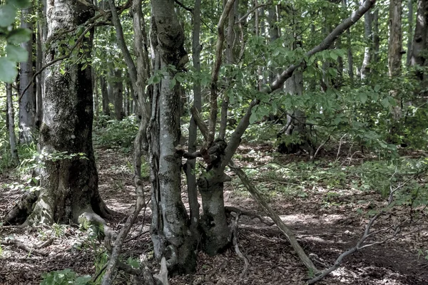 Weg Naar Opiennik Peak Het Bieszczady Gebergte — Stockfoto