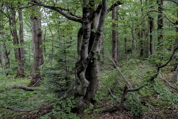 Weg Naar Opiennik Peak Het Bieszczady Gebergte — Stockfoto