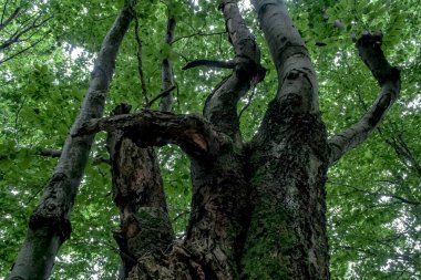 Wetlina 'daki Moczarne Ormanı Polonya' daki Bieszczady Dağları