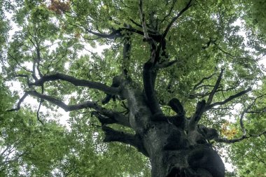 Wetlina 'daki Moczarne Ormanı Polonya' daki Bieszczady Dağları