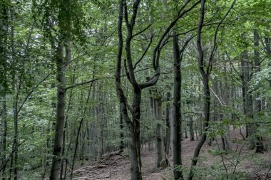 Wetlina 'daki Moczarne Ormanı Polonya' daki Bieszczady Dağları