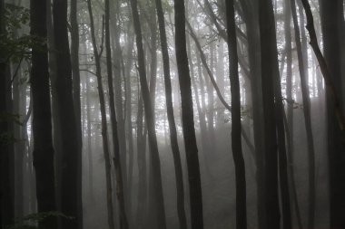 Orman - Bieszczady Dağlarındaki Wetlina 'dan Orlowicz Geçidi' ne giden yol