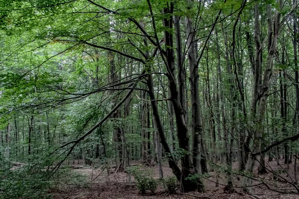 Woud Moczarne Wetlina Het Bieszczady Gebergte Polen — Stockfoto