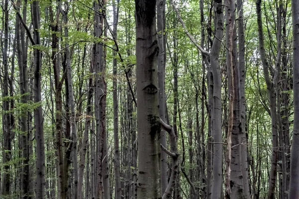 Skog Moczarne Wetlina Bieszczady Bergen Polen — Stockfoto