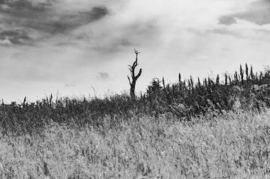 Wideki 'den Bukowe Berdo ve Tarnica' ya giden yol Polonya 'daki Bieszczady Dağları' nda Woosate 'a çıkıyor.
