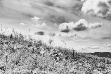 Wideki 'den Bukowe Berdo ve Tarnica' ya giden yol Polonya 'daki Bieszczady Dağları' nda Woosate 'a çıkıyor.