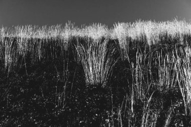 Polonya 'daki Bieszczady Dağları' ndaki Carynska Polonyna 'dan görüntü