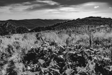 Mieczysaw Orowicz Geçidi 'nden Polonya' daki Bieszczady Dağları 'ndaki Smerek Tepesine giden yol.