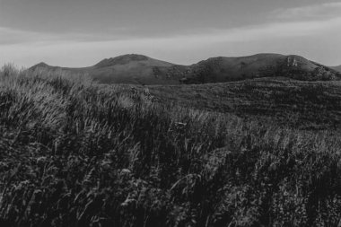 Polonya 'daki Bieszczady Dağlarında Wetlinska Polonyna