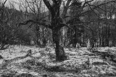 Polonya 'daki Bieszczady Dağları' ndaki Carynskie Vadisi