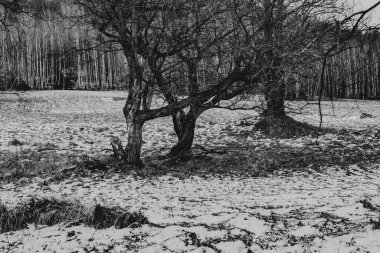 Polonya 'daki Bieszczady Dağları' ndaki Carynskie Vadisi