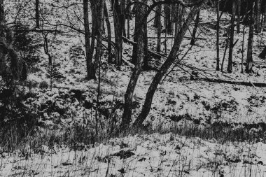 Polonya 'daki Bieszczady Dağları' ndaki Carynskie Vadisi