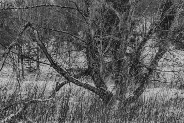 Polonya 'daki Bieszczady Dağları' ndaki Carynskie Vadisi