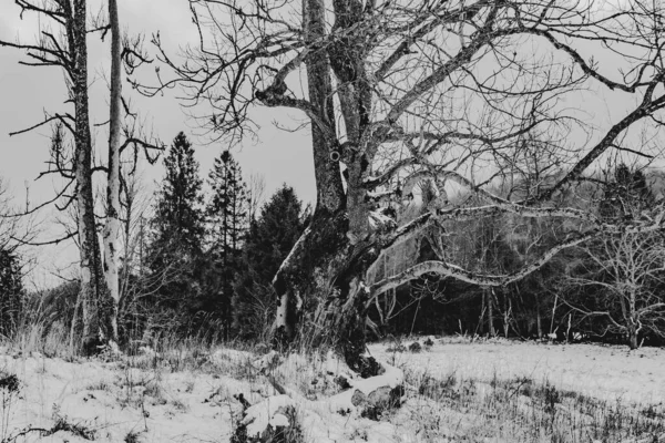 Carynskie Valley Bieszczady Gebirge Polen — Stockfoto