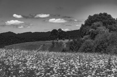  San Nehri 'ndeki Kryve - Bieszczady Dağları' ndaki eski bir köy - 1947 yılında komünist Polonyalı yetkililer tarafından yerlerinden edildi..