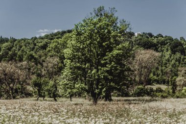  San Nehri 'ndeki Kryve - Bieszczady Dağları' ndaki eski bir köy - 1947 yılında komünist Polonyalı yetkililer tarafından yerlerinden edildi..