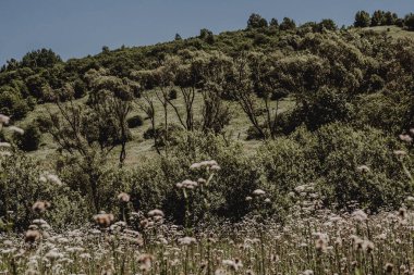  San Nehri 'ndeki Kryve - Bieszczady Dağları' ndaki eski bir köy - 1947 yılında komünist Polonyalı yetkililer tarafından yerlerinden edildi..