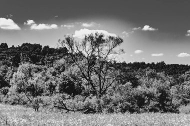  San Nehri 'ndeki Kryve - Bieszczady Dağları' ndaki eski bir köy - 1947 yılında komünist Polonyalı yetkililer tarafından yerlerinden edildi..