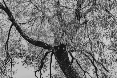 Polonya 'daki Biszczady Dağlarında Kalnica