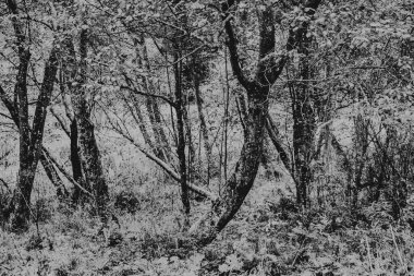 Polonya 'daki Biszczady Dağlarında Kalnica