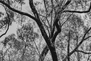 Polonya 'daki Biszczady Dağlarında Kalnica