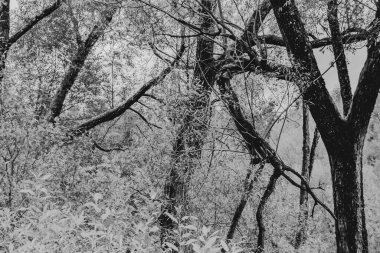 Polonya 'daki Biszczady Dağlarında Kalnica