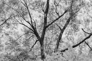 Polonya 'daki Biszczady Dağlarında Kalnica