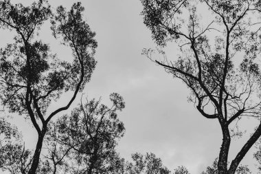 Polonya 'daki Biszczady Dağlarında Kalnica